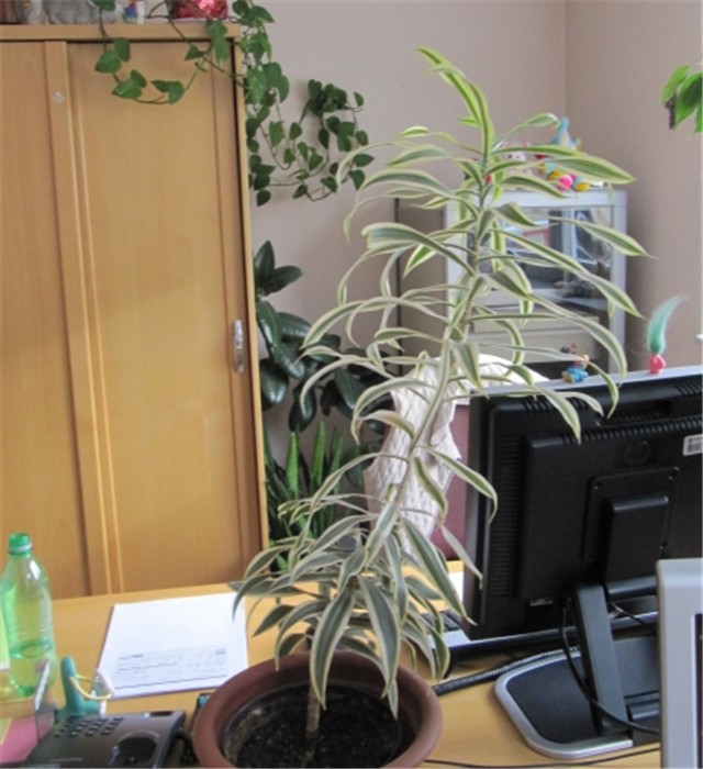 Dracena reflexa variegata